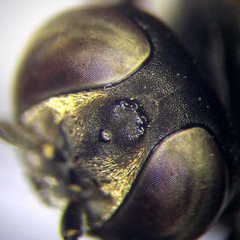 Tachysphex subdentatus