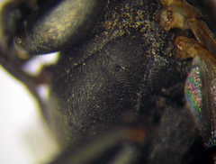 Tachysphex subdentatus