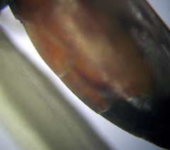 Tachysphex subdentatus