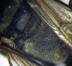 Tachysphex subdentatus