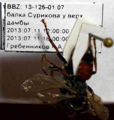 Tachysphex subdentatus