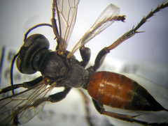 Tachysphex subdentatus