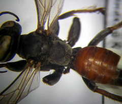 Tachysphex subdentatus