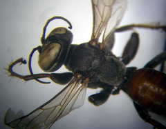 Tachysphex subdentatus