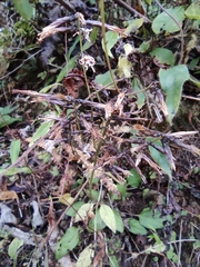 Ainsliaea macroclinidioides