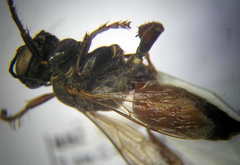 Tachysphex subdentatus