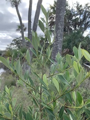 Avicennia germinans