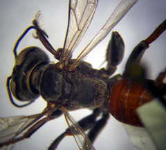 Tachysphex subdentatus