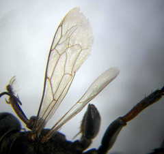 Tachysphex subdentatus