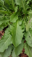 Taraxacum officinale