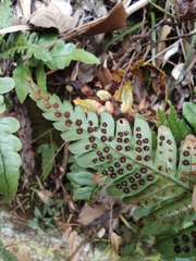 Dryopteris fuscipes