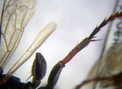 Tachysphex subdentatus