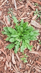 Taraxacum officinale