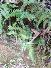 Dryopteris fuscipes