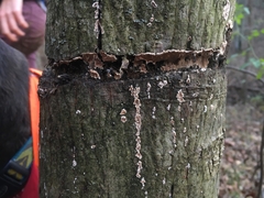 Cylindrobasidium evolvens