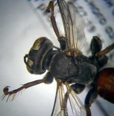 Tachysphex subdentatus