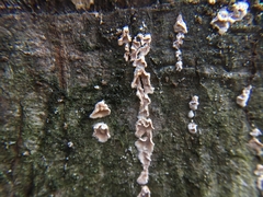 Cylindrobasidium evolvens