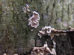 Cylindrobasidium evolvens