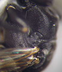 Tachysphex subdentatus