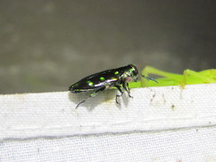 Chrysobothrini