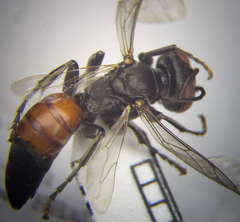 Tachysphex subdentatus