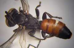 Tachysphex subdentatus