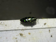 Chrysobothrini