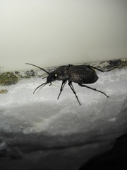Carabus lusitanicus