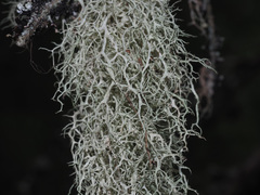 Evernia divaricata