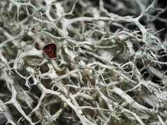 Evernia divaricata