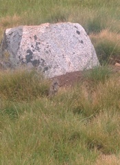 Urocitellus beldingi