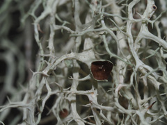 Evernia divaricata