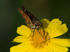 Hesperia meskei straton