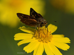 Hesperia meskei straton