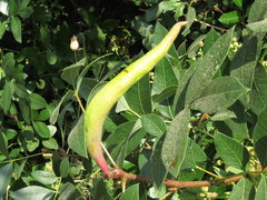 Baizongia pistaciae