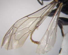 Tachysphex subdentatus