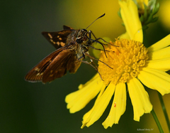 Hesperia meskei straton