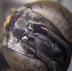 Tachysphex subdentatus
