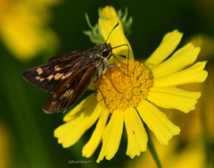 Hesperia meskei straton