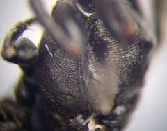 Tachysphex subdentatus