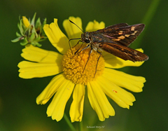 Hesperia meskei straton