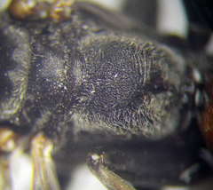 Tachysphex subdentatus