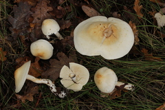 Tricholoma album