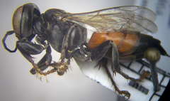 Tachysphex subdentatus