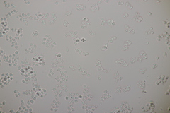 Tricholoma album