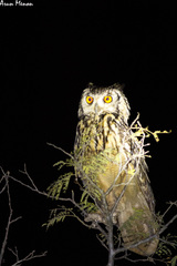 Bubo bengalensis