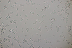 Tricholoma album