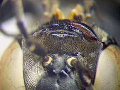 Tachysphex subdentatus