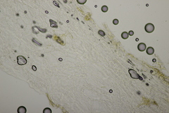 Tricholoma album