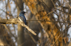 Cyornis rubeculoides